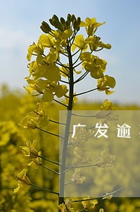 广发逾期7天了怎么办上海 广发逾期7天了怎么办上海