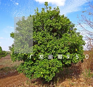 广发逾期95000如何协商 广发逾期95000如何协商