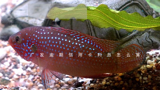 广发逾期信用卡利息怎么算 广发逾期信用卡利息怎么算