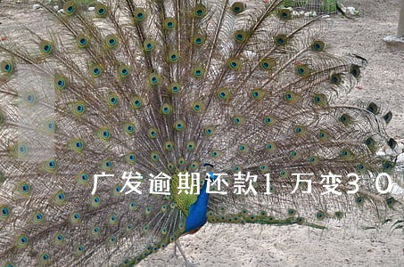 广发逾期还款1万变30万 广发逾期还款1万变30万