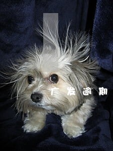 广发逾期额度变8元 广发逾期额度变8元