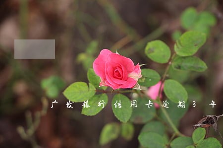 广发银行信用卡逾期3年 广发银行信用卡逾期3年