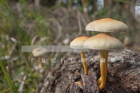 广发银行信用卡逾期4次怎么办 广发银行信用卡逾期4次怎么办
