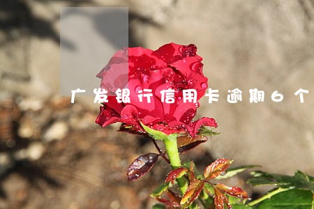 广发银行信用卡逾期6个月