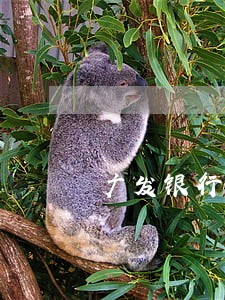 广发银行信用卡逾期一个丹 广发银行信用卡逾期一个丹