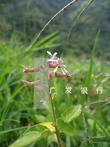 广发银行信用卡逾期但已还清 广发银行信用卡逾期但已还清