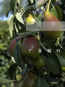 广发银行信用卡逾期吧 广发银行信用卡逾期吧