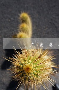 广发银行信用卡逾期已还清