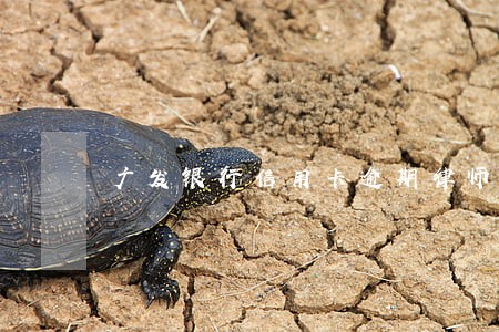 广发银行信用卡逾期律师 广发银行信用卡逾期律师