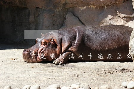 广发银行信用卡逾期怎么解决 广发银行信用卡逾期怎么解决