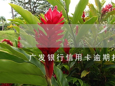 广发银行信用卡逾期打电话没接 广发银行信用卡逾期打电话没接