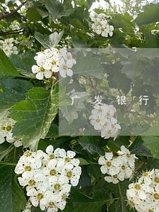 广发银行信用卡逾期扣多少钱 广发银行信用卡逾期扣多少钱