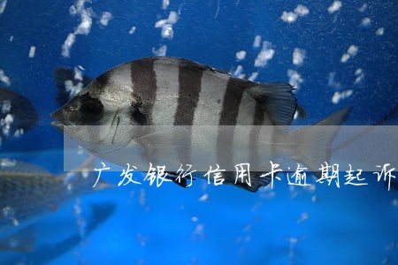 广发银行信用卡逾期起诉率高吗 广发银行信用卡逾期起诉率高吗
