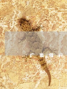 广发银行信用卡逾期还不起 广发银行信用卡逾期还不起