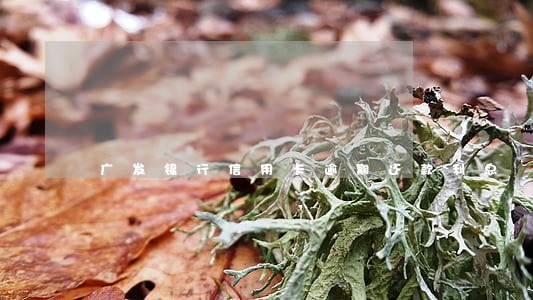 广发银行信用卡逾期还款利息 广发银行信用卡逾期还款利息