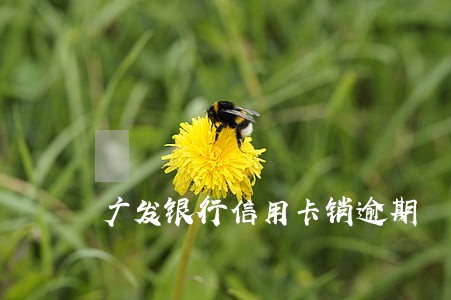 广发银行信用卡销逾期