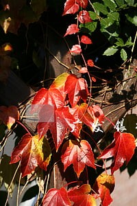 广发银行信用怎么申请逾期