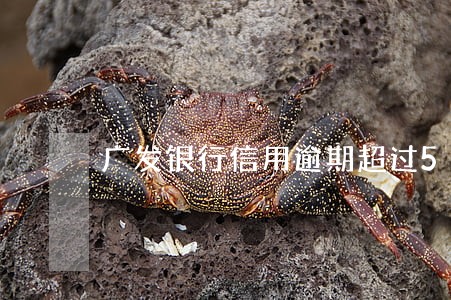 广发银行信用逾期超过5万 广发银行信用逾期超过5万