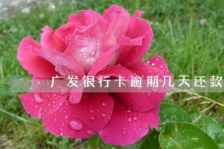 广发银行卡逾期几天还款吗 广发银行卡逾期几天还款吗
