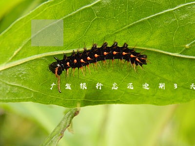 广发银行忘还逾期3天 广发银行忘还逾期3天