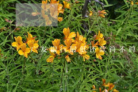 广发银行最低还款算不算逾期 广发银行最低还款算不算逾期