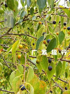 广发银行现金分期逾期 广发银行现金分期逾期