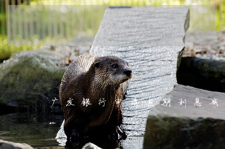 广发银行申请逾期利息减免 广发银行申请逾期利息减免
