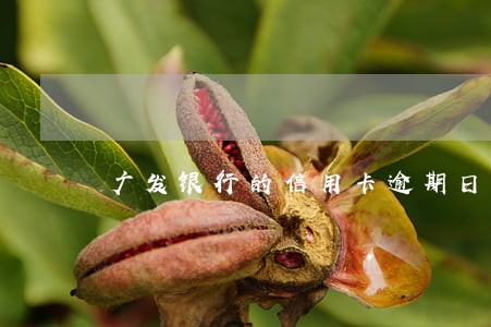 广发银行的信用卡逾期日期 广发银行的信用卡逾期日期