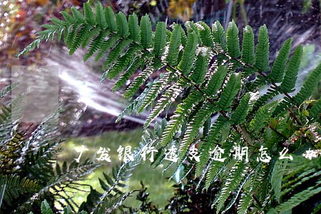 广发银行透支逾期怎么办 广发银行透支逾期怎么办