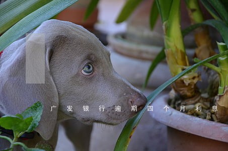 广发银行逾期四个月利息怎么 广发银行逾期四个月利息怎么