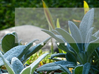 广告法规作业