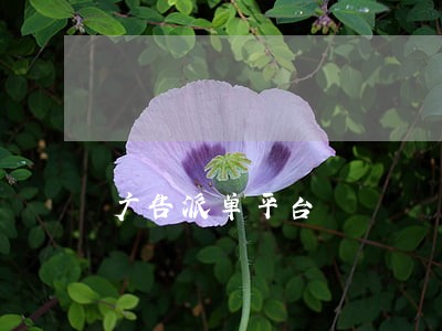 广告派单平台 广告派单平台