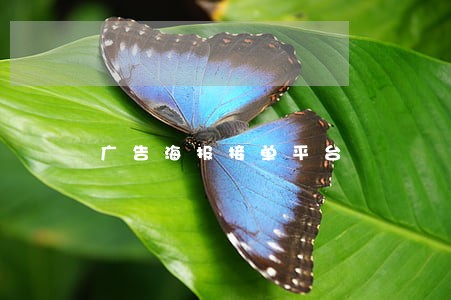 广告海报接单平台 广告海报接单平台