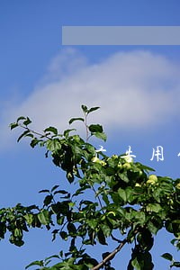 广告用健康这个词违法吗 广告用健康这个词违法吗