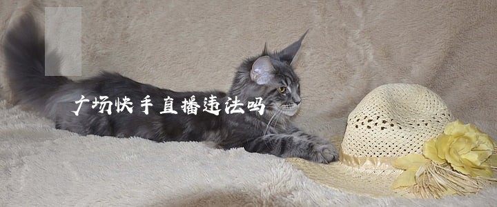 广场快手直播违法吗 广场快手直播违法吗