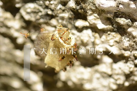 广大信用卡逾期3天
