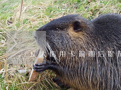 广大信用卡逾期后提前还款