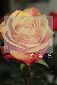 广安区常年法律顾问律师在线咨询