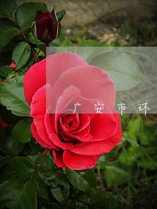 广安市环保局违法 广安市环保局违法