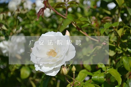 广安法院招聘 广安法院招聘