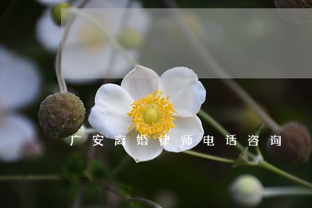 广安离婚律师电话咨询 广安离婚律师电话咨询
