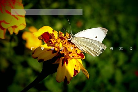 广安翠屏书苑法院拍卖会 广安翠屏书苑法院拍卖会