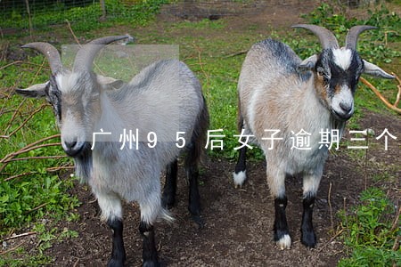 广州95后女子逾期三个月 广州95后女子逾期三个月