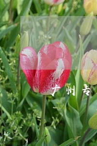 广州专业刑事律师团队 广州专业刑事律师团队