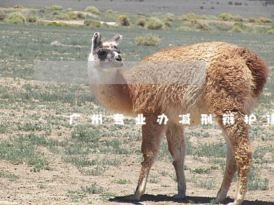 广州专业办减刑辩护律师 广州专业办减刑辩护律师