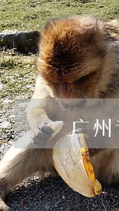 广州专业婚姻律师排名 广州专业婚姻律师排名