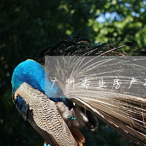 广州专业房产买卖律师 广州专业房产买卖律师