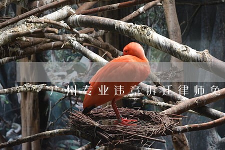 广州专业违章拆迁律师免费咨询 广州专业违章拆迁律师免费咨询