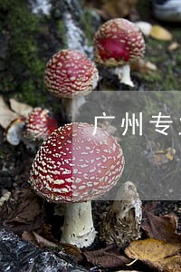 广州专业遗产律师推荐 广州专业遗产律师推荐
