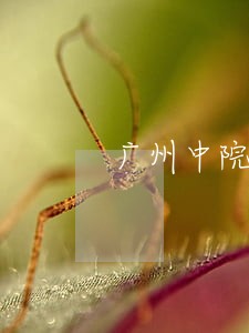 广州中院招聘司法合同 广州中院招聘司法合同